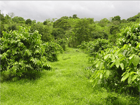 Lush Ylang-ylang trees